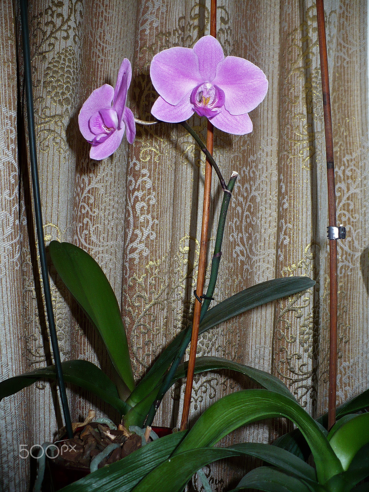 Panasonic DMC-LZ7 sample photo. Flower near the curtains photography
