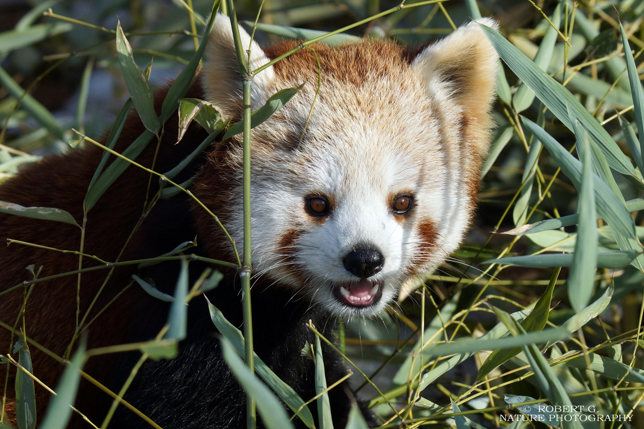 Sony SLT-A77 sample photo. Red panda photography