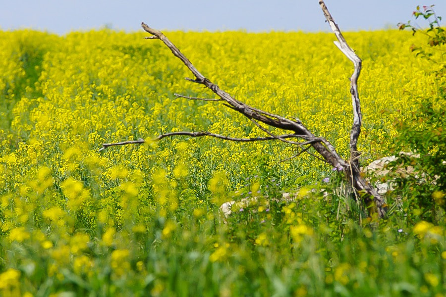 Sony SLT-A77 sample photo. Summer coloring photography