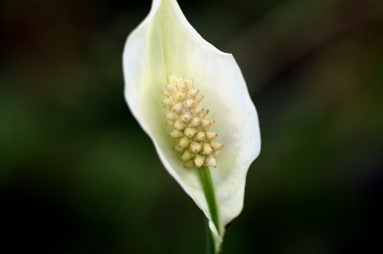 Nikon D70s + Sigma Macro 90mm F2.8 sample photo. A photography