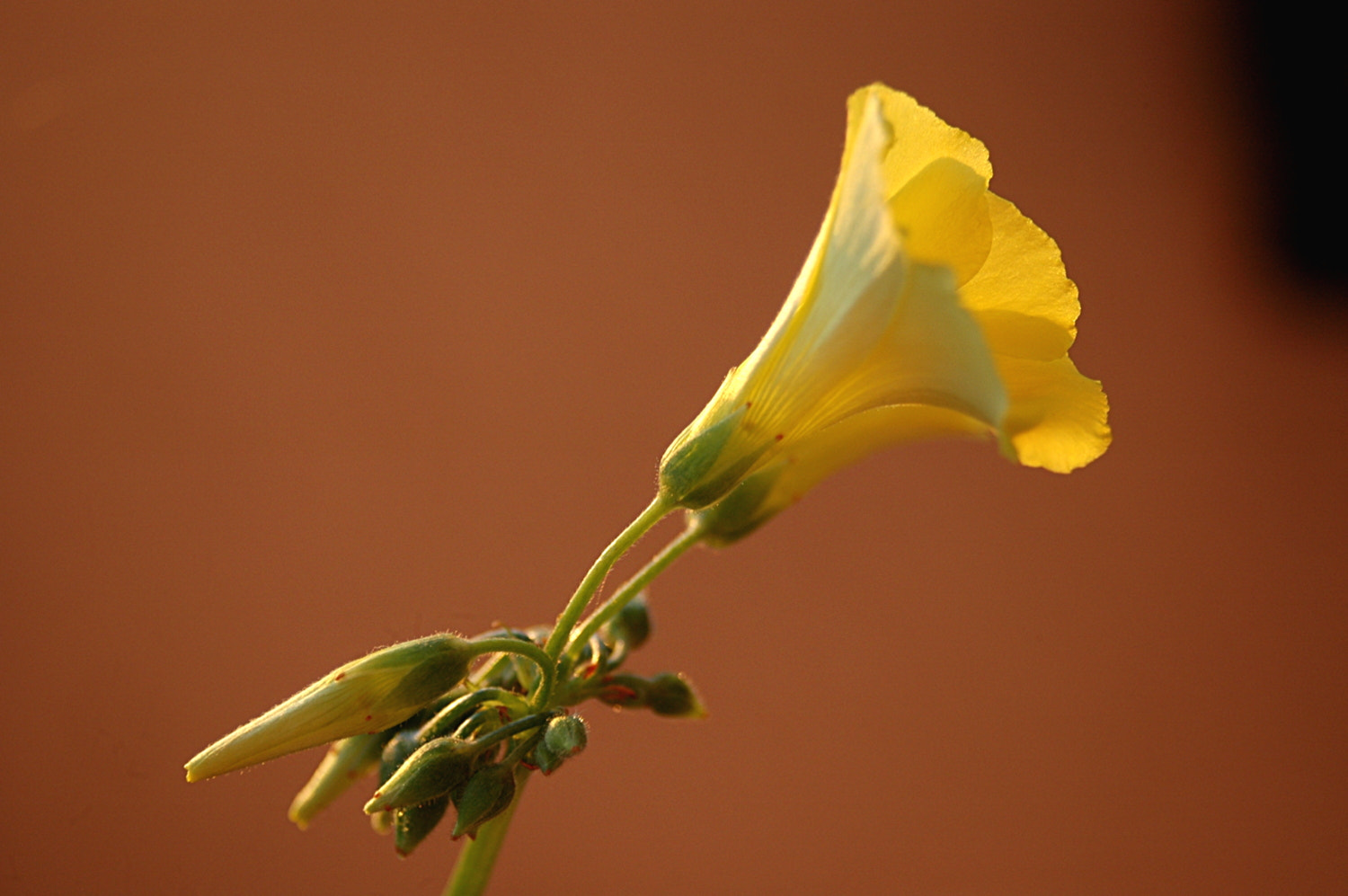 AF Zoom-Nikkor 28-80mm f/3.3-5.6G sample photo. A photography