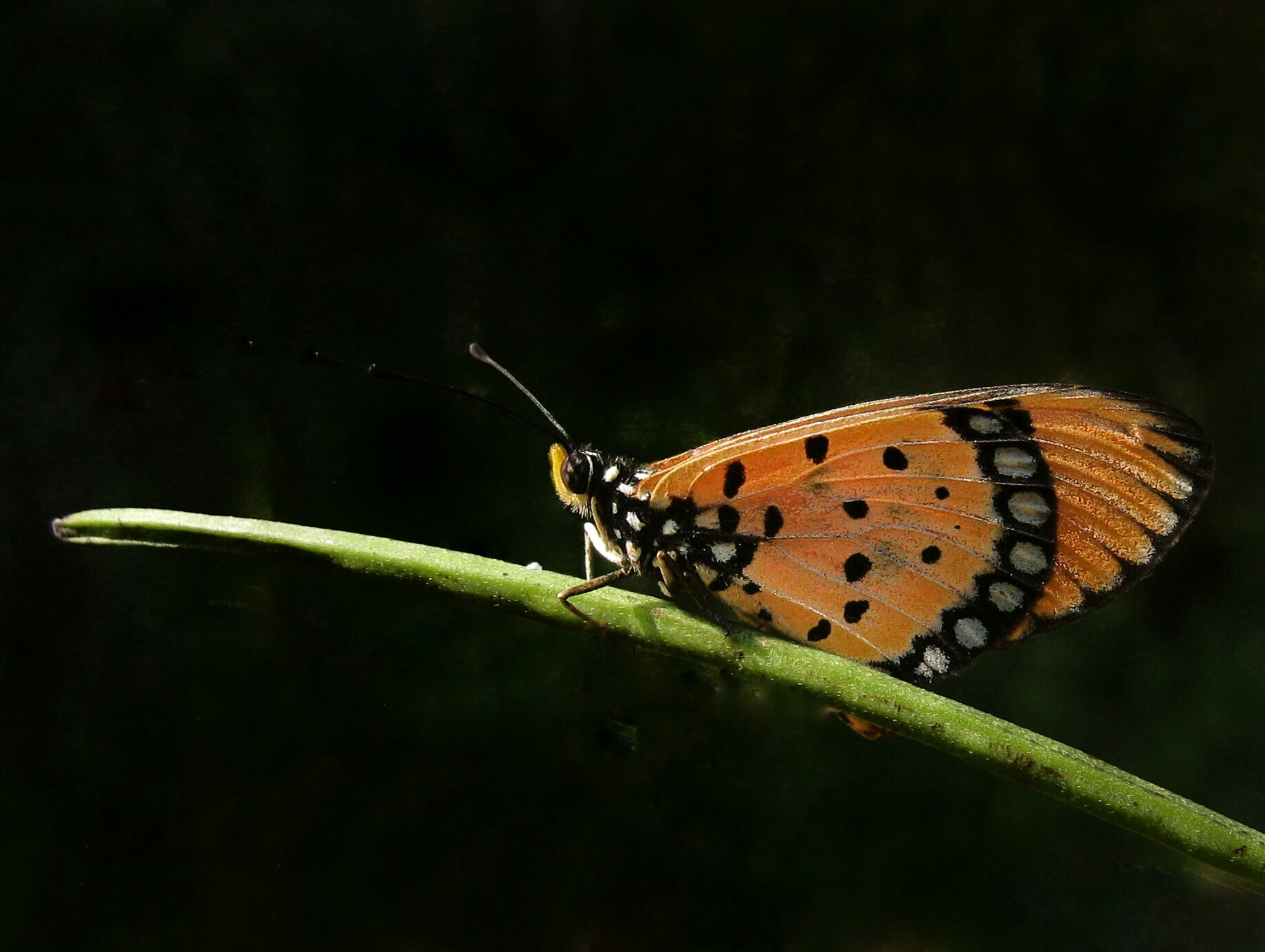 Canon PowerShot A495 sample photo. Common tiger butterfly photography