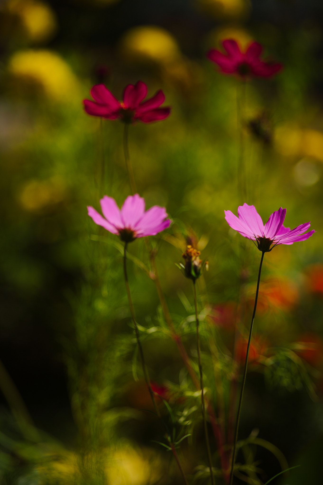 Canon EOS 5D sample photo. Img_2663.jpg photography