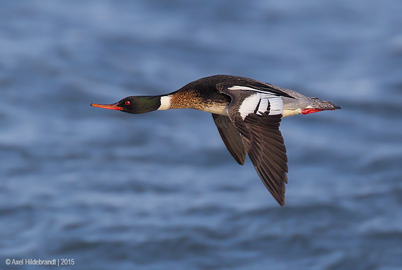 Canon EF 500mm F4L IS USM sample photo. Red-breasted merganser photography