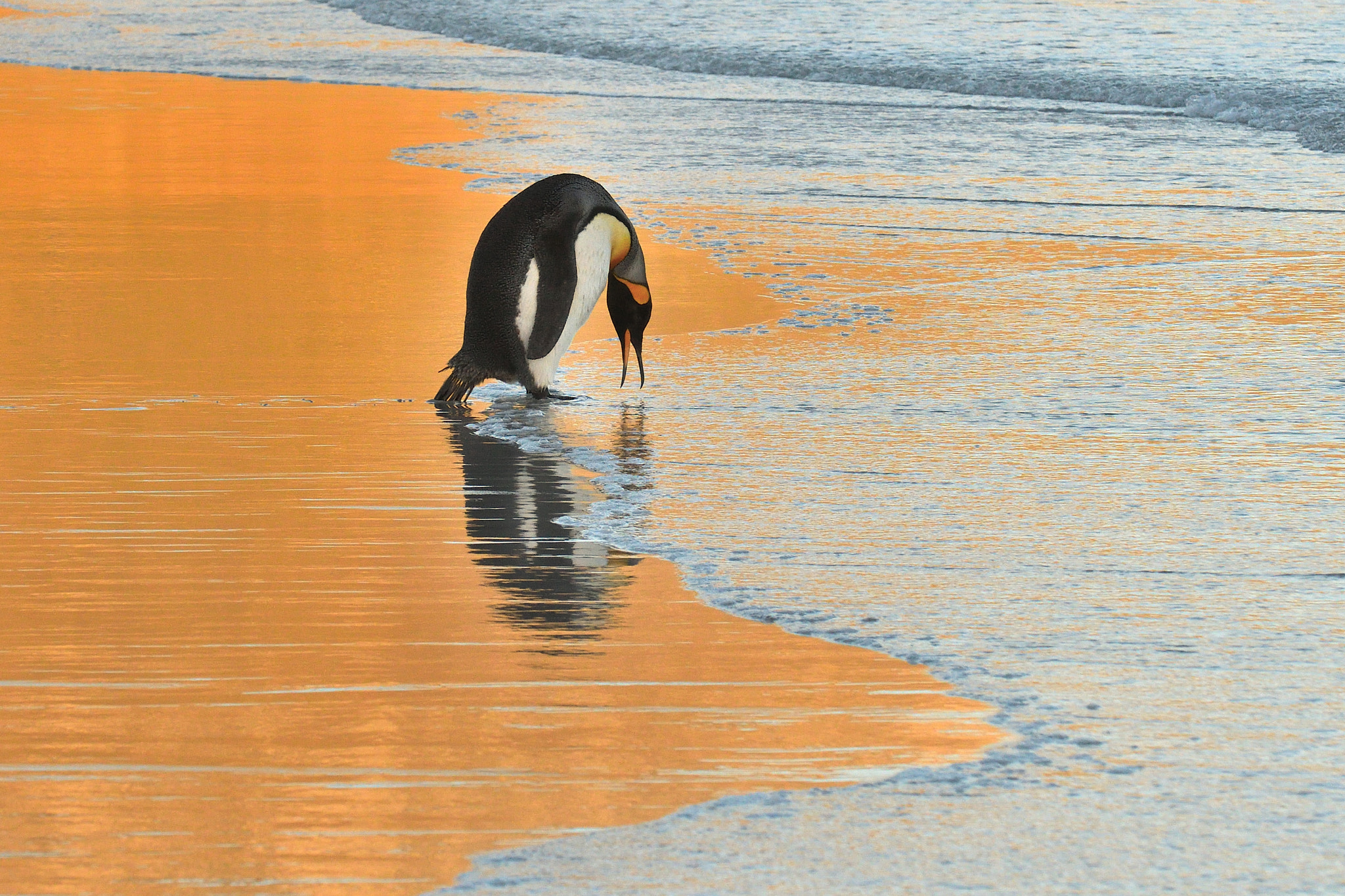 Nikon D500 sample photo. Testing the water photography