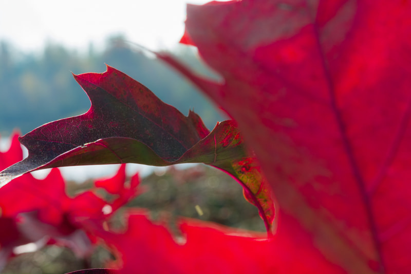 Nikon AF-S Micro-Nikkor 60mm F2.8G ED sample photo. Indian summer photography
