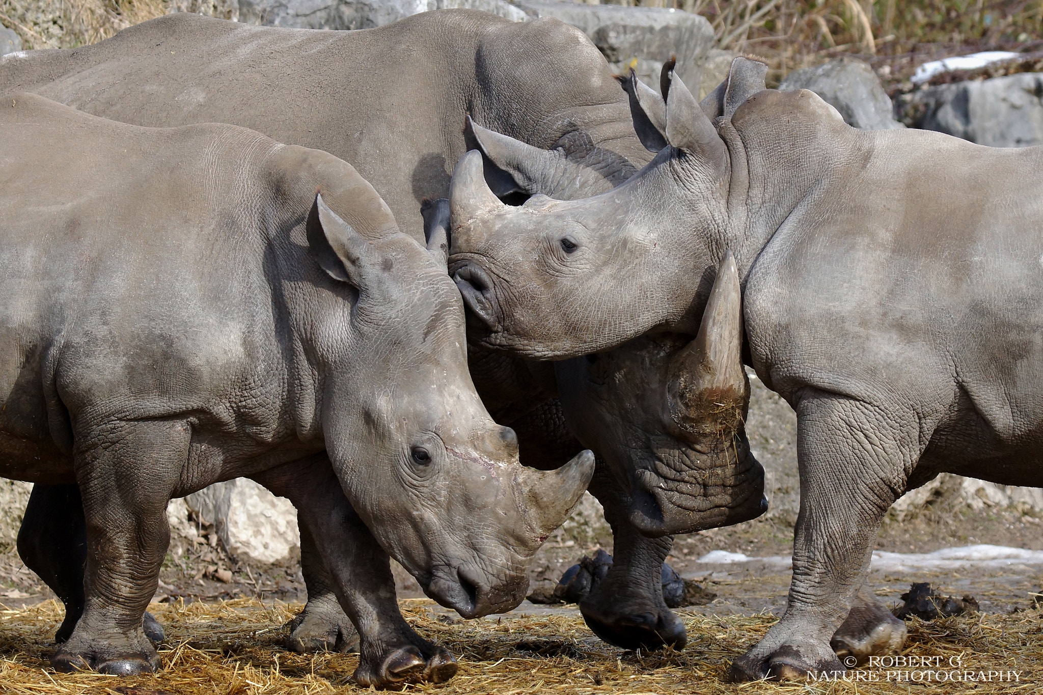 Sony SLT-A77 + Tamron SP 150-600mm F5-6.3 Di VC USD sample photo. Rhino meeting photography