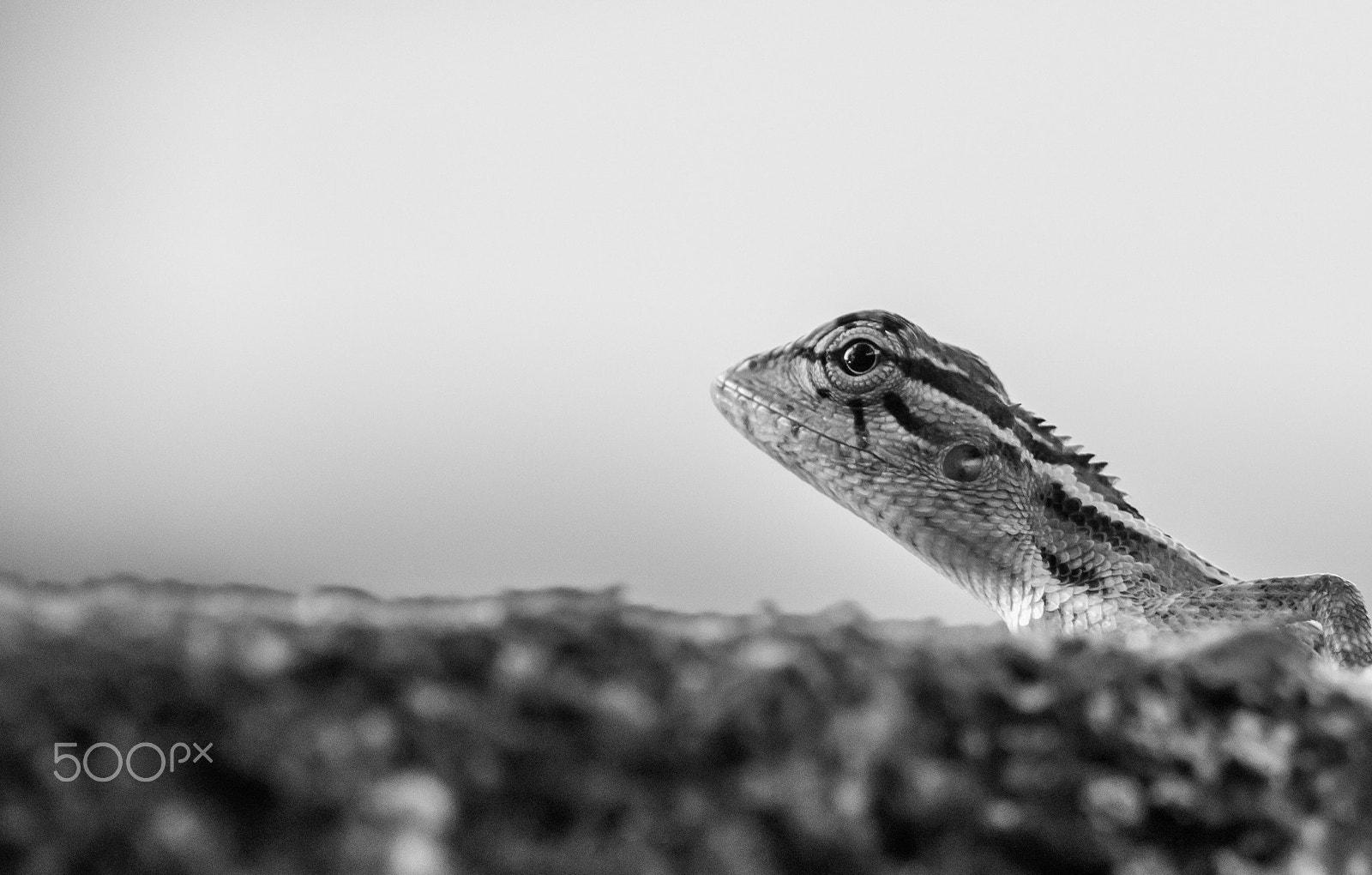 Canon EF 100mm F2.8L Macro IS USM sample photo. Lizard photography