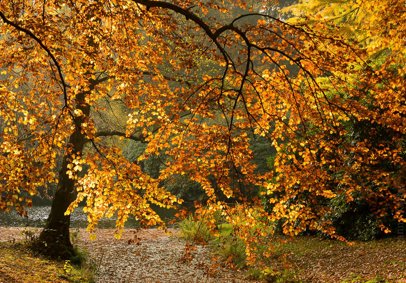 Sony ILCA-77M2 + Sony DT 50mm F1.8 SAM sample photo. Autumn ii photography