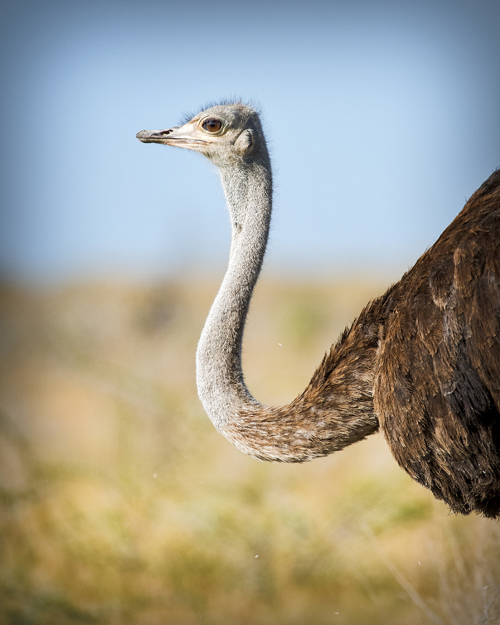 Nikon D810 sample photo. Ostrich photography