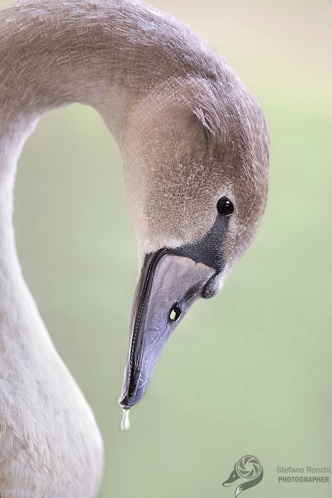 Canon EF 300mm F2.8L IS USM sample photo. Elegance photography
