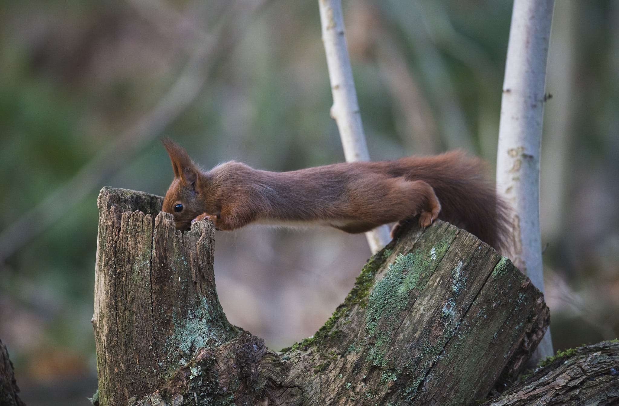 Nikon D800 + Nikon AF-S Nikkor 500mm F4E FL ED VR sample photo. Écureuil roux photography