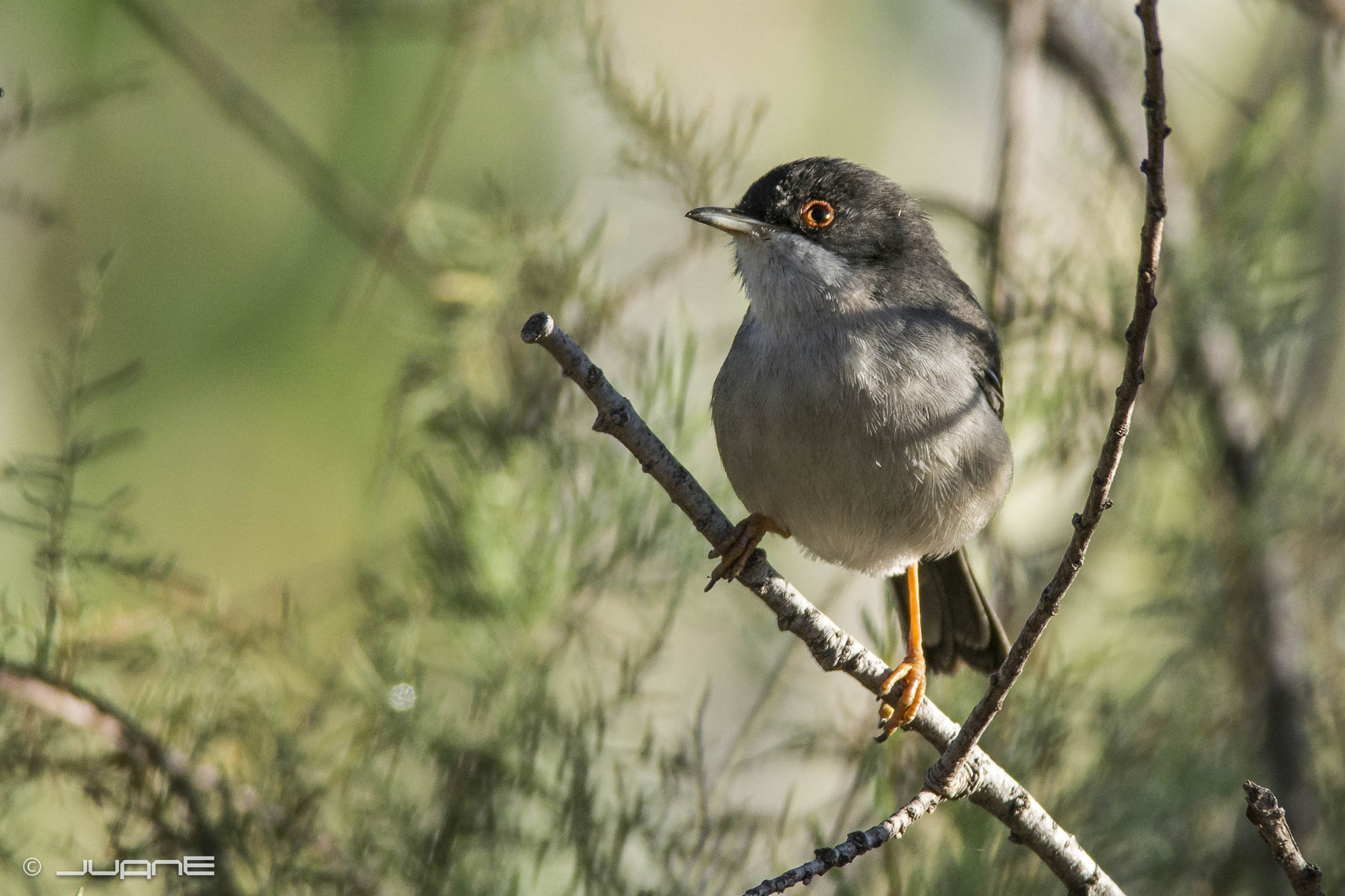 Nikon D7100 sample photo. Curruca cabecinegra, sylvia melanocephala. leucoga photography