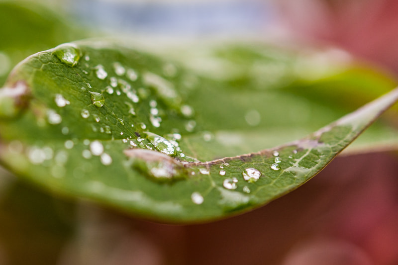 Nikon AF-S Micro-Nikkor 60mm F2.8G ED sample photo. After the rain photography