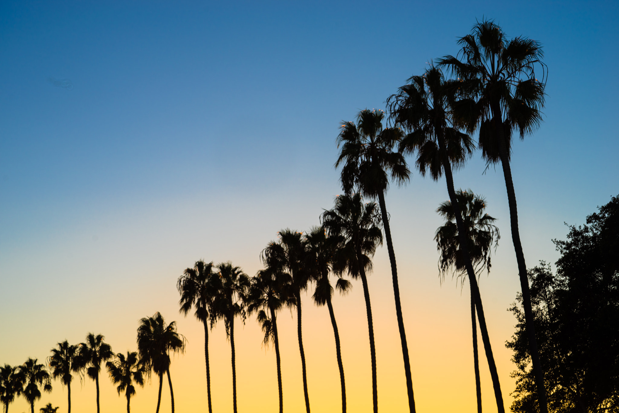 Sony a7R + Sony FE 90mm F2.8 Macro G OSS sample photo. La jolla palms photography