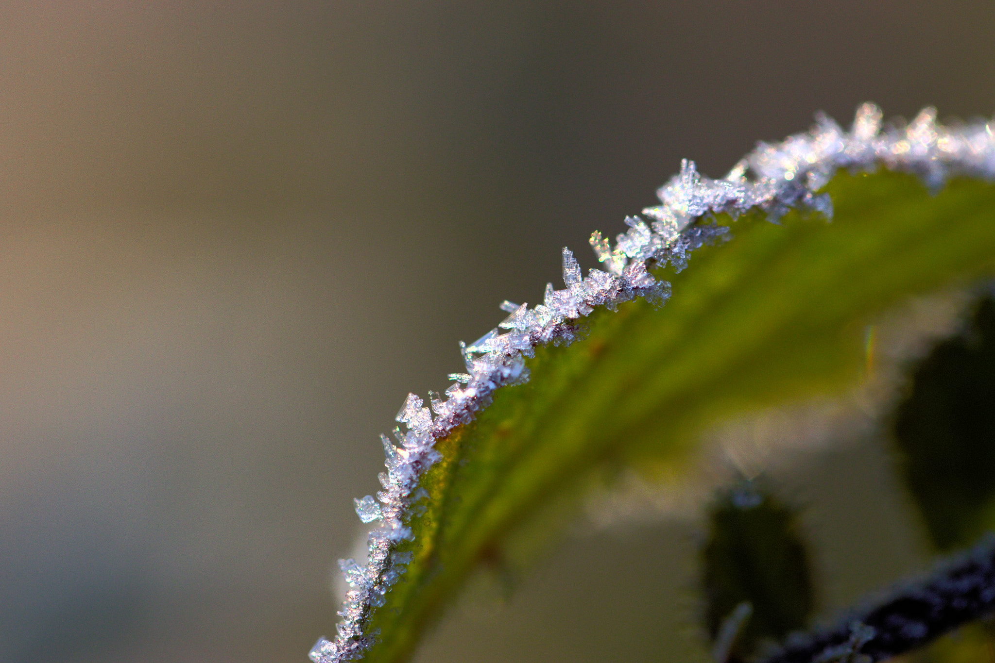 Canon EF 100mm F2.8L Macro IS USM sample photo. Kristalaanblad photography