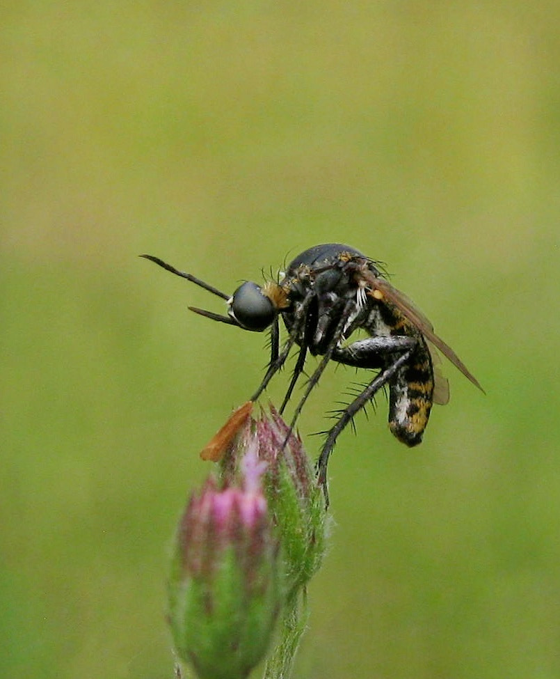 Canon PowerShot A495 sample photo. Wasp photography