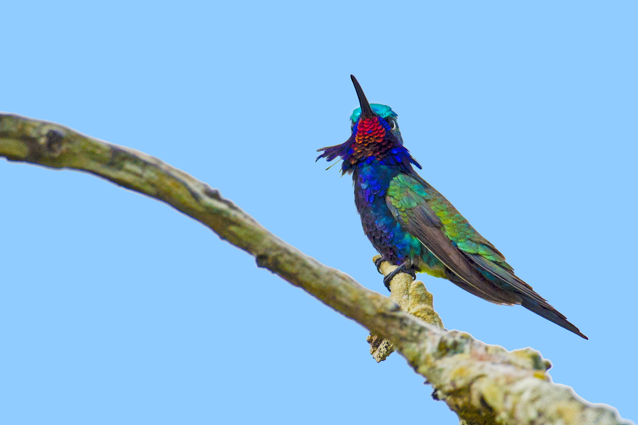 Nikon AF-S Nikkor 800mm F5.6E FL ED VR sample photo. Blue-tufted starthroat photography
