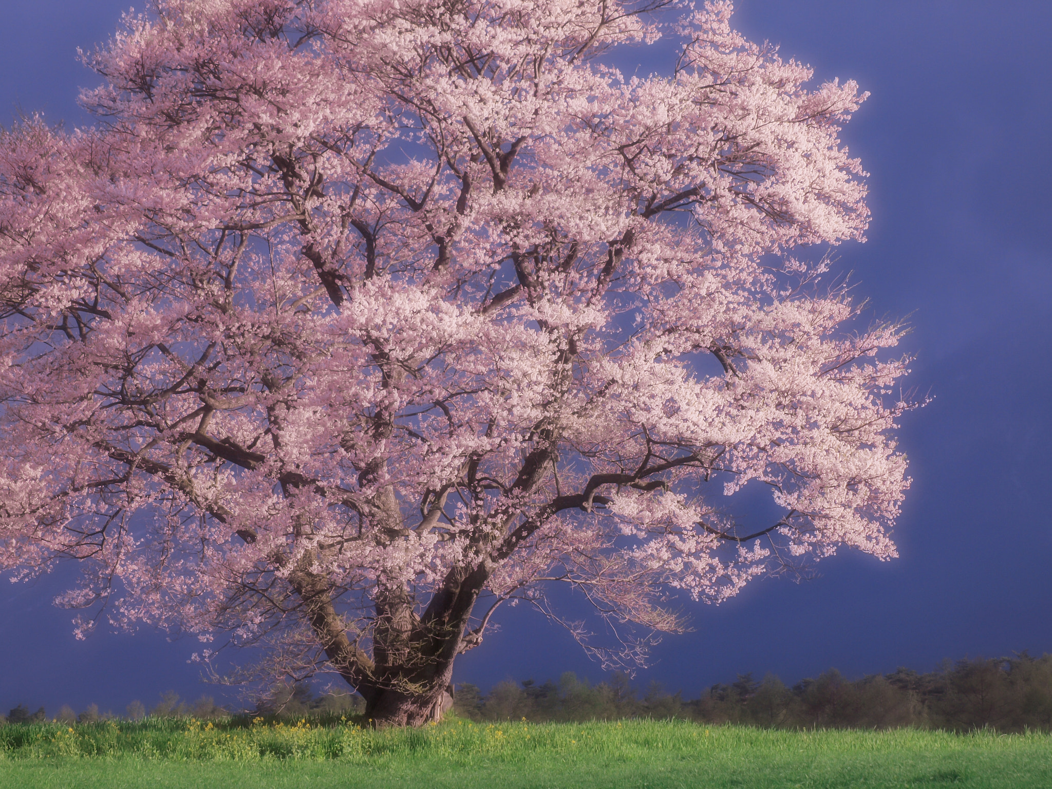 Olympus E-620 (EVOLT E-620) + Sigma 55-200mm F4-5.6 DC sample photo. Sakura photography