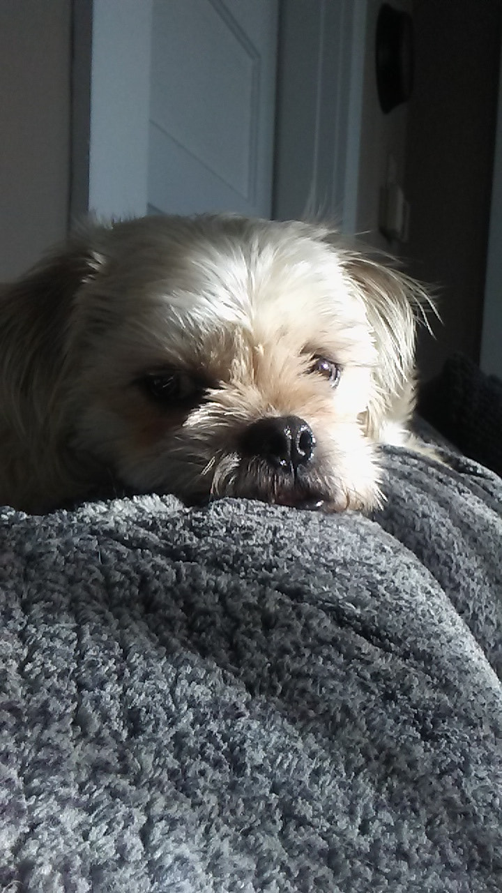 LG K7 sample photo. Sunday morning with merlin photography