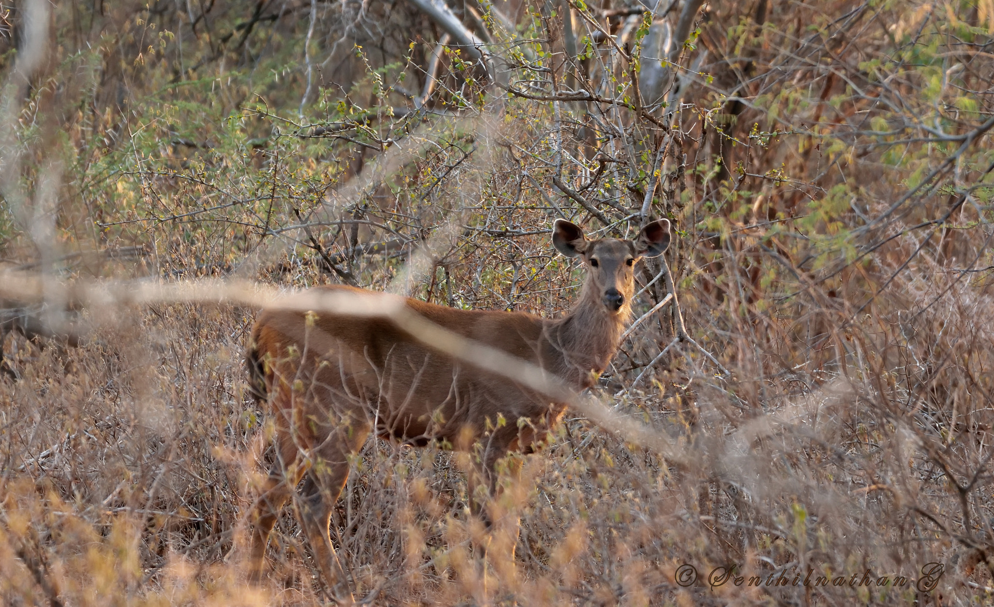 Nikon AF-S Nikkor 200-500mm F5.6E ED VR sample photo. Sambar deer photography