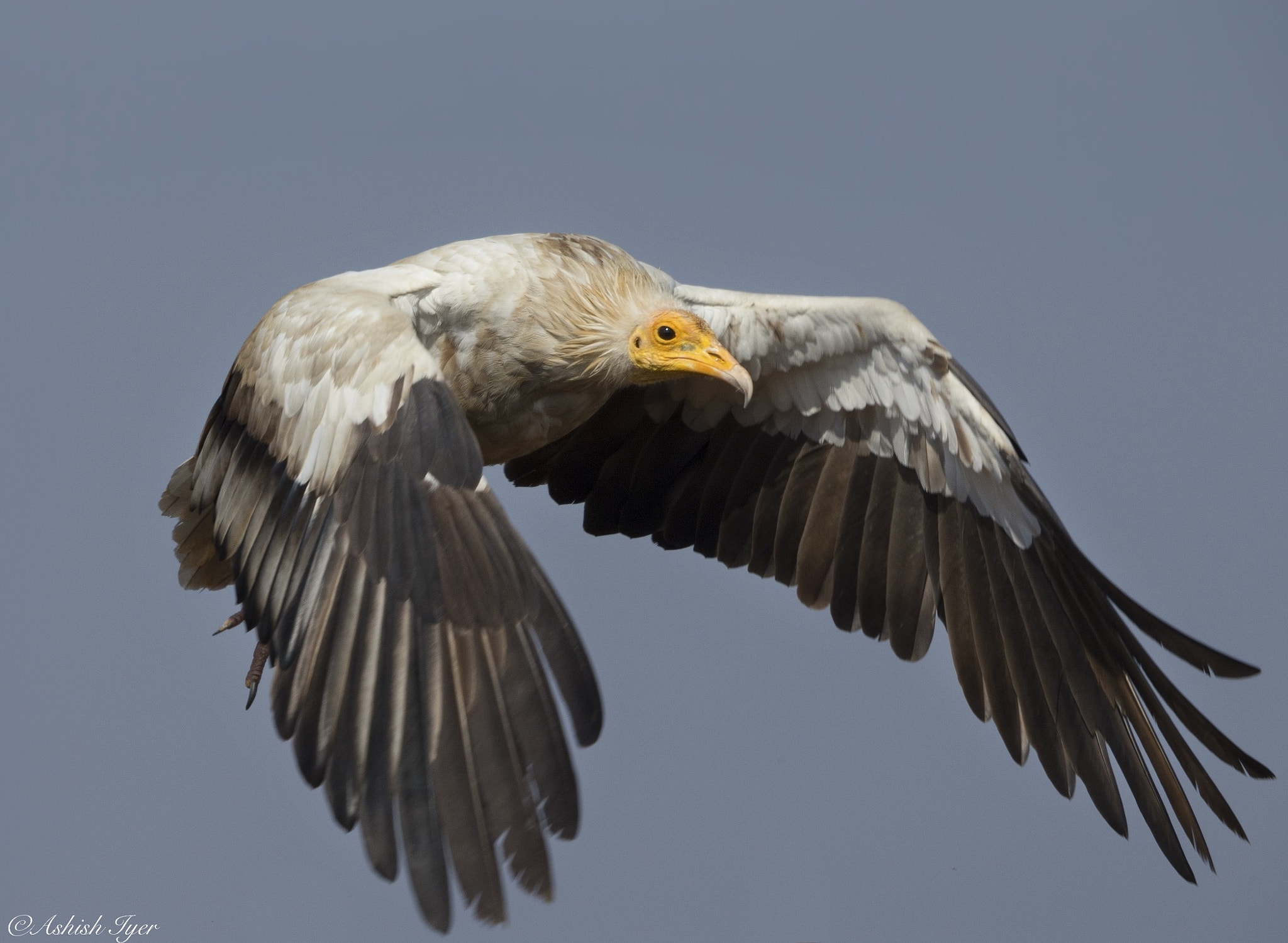 Canon EOS-1D X + Canon EF 500mm F4L IS II USM sample photo. Vulture in flight photography