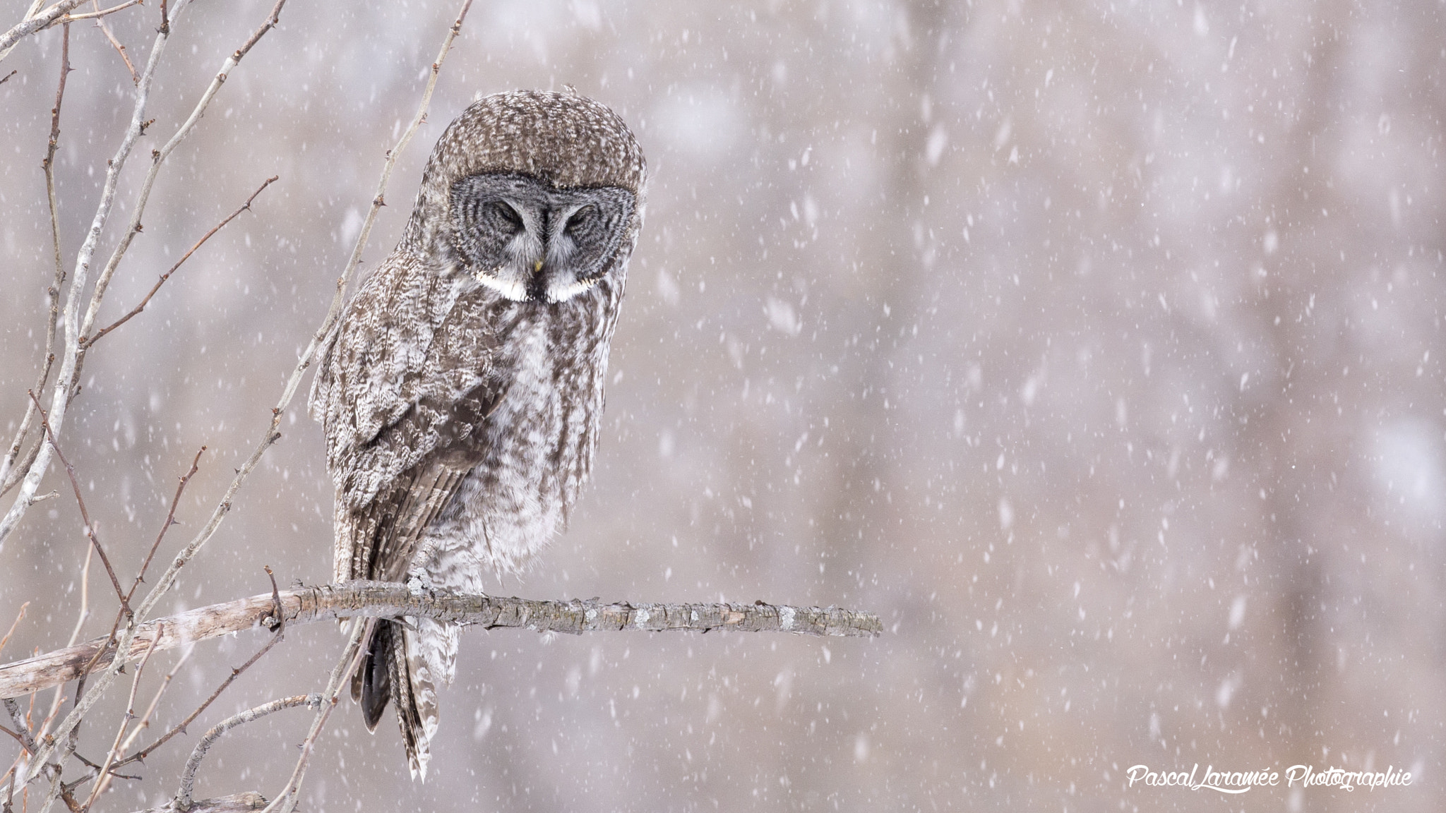 Canon EOS 6D + Canon EF 500mm F4L IS USM sample photo. #chouette lapone#chouette lapone#strix nebulosa photography