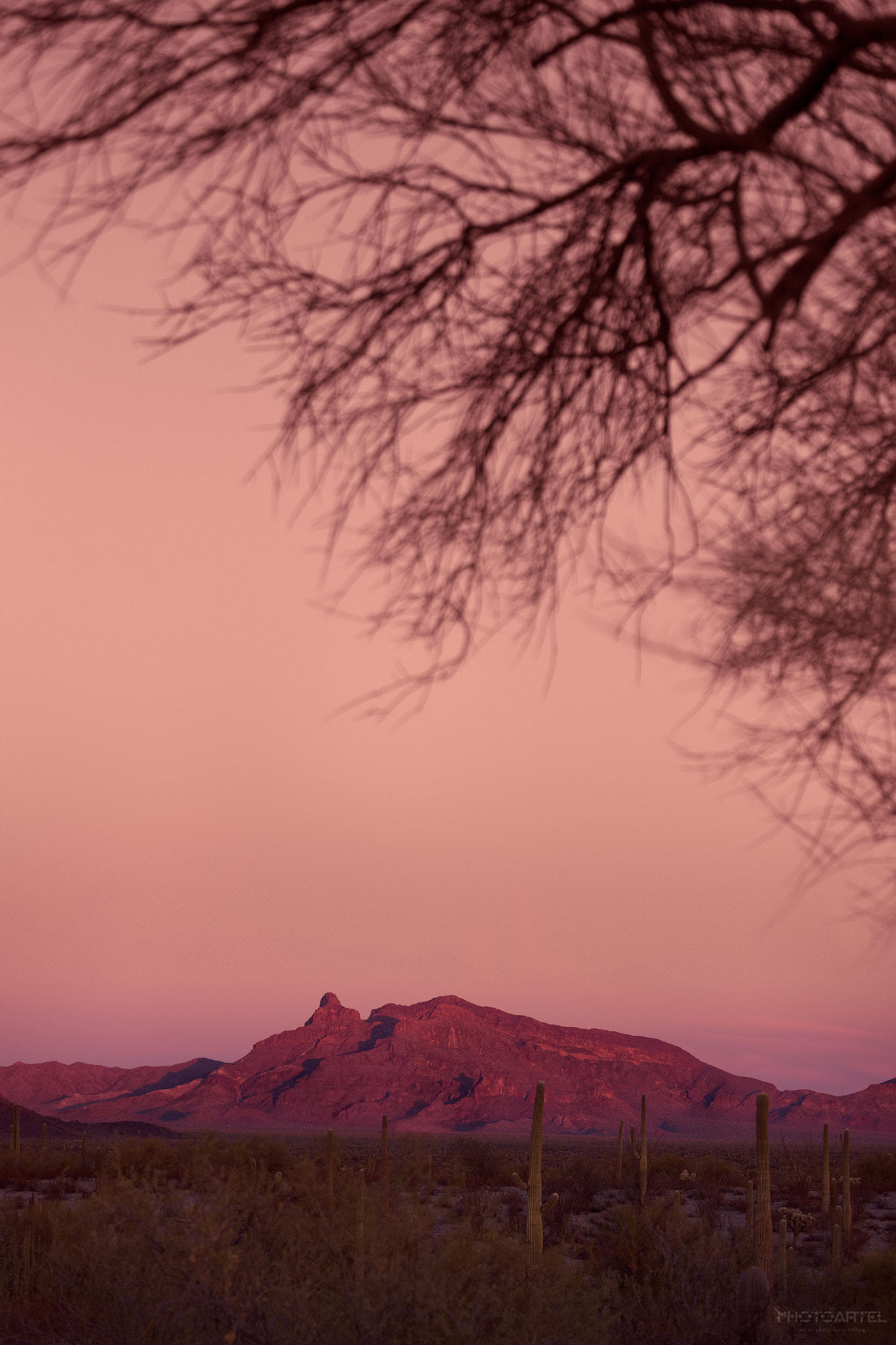 Canon EOS-1Ds Mark III sample photo. Organ pipe national monument at dusk photography
