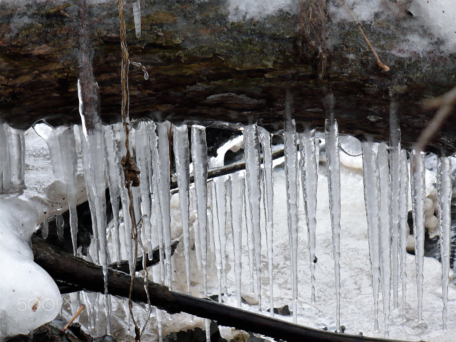 Panasonic DMC-LZ7 sample photo. Icicles on a fallen tree photography