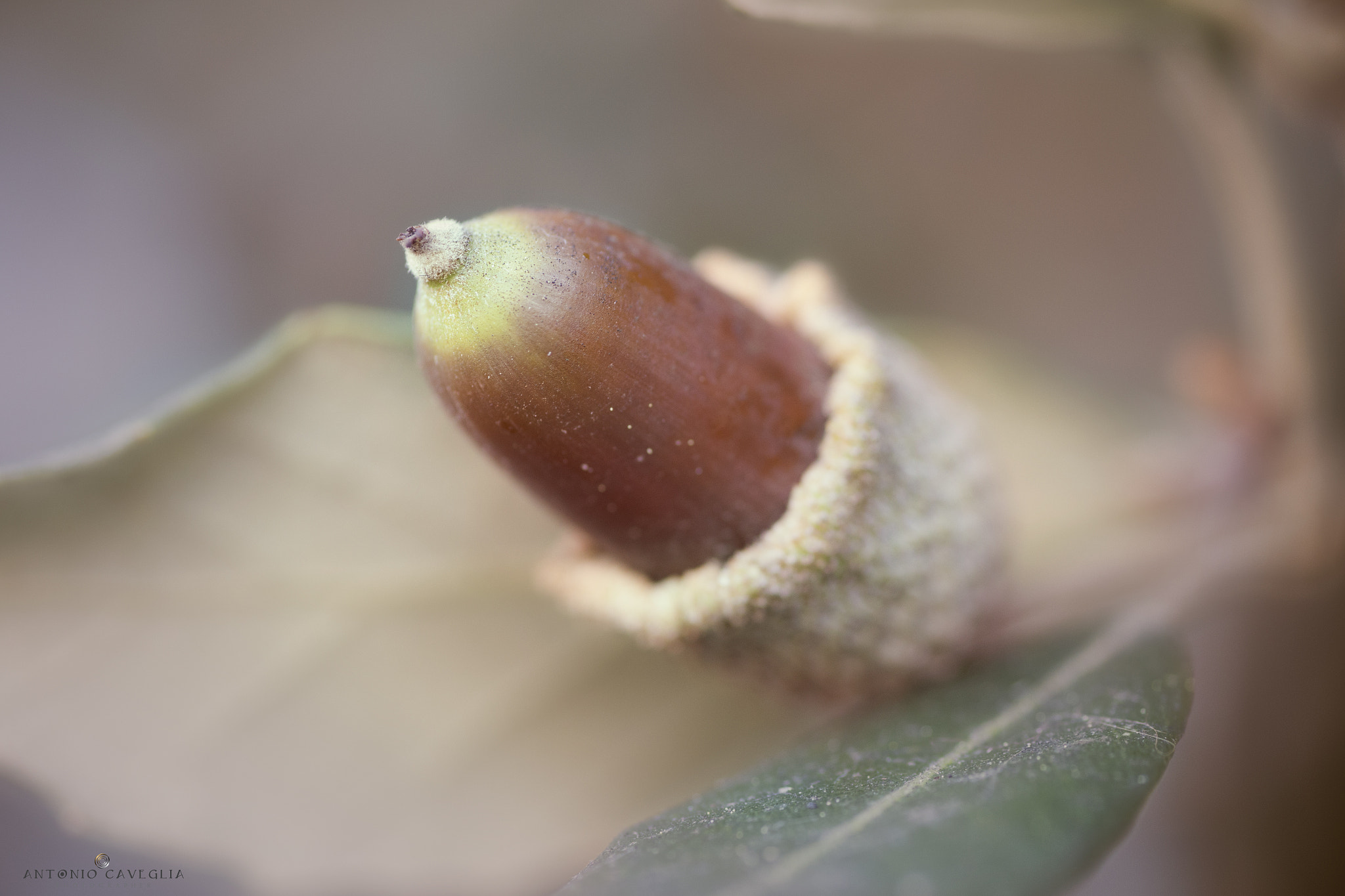 Tamron SP AF 90mm F2.8 Di Macro sample photo. Noce photography