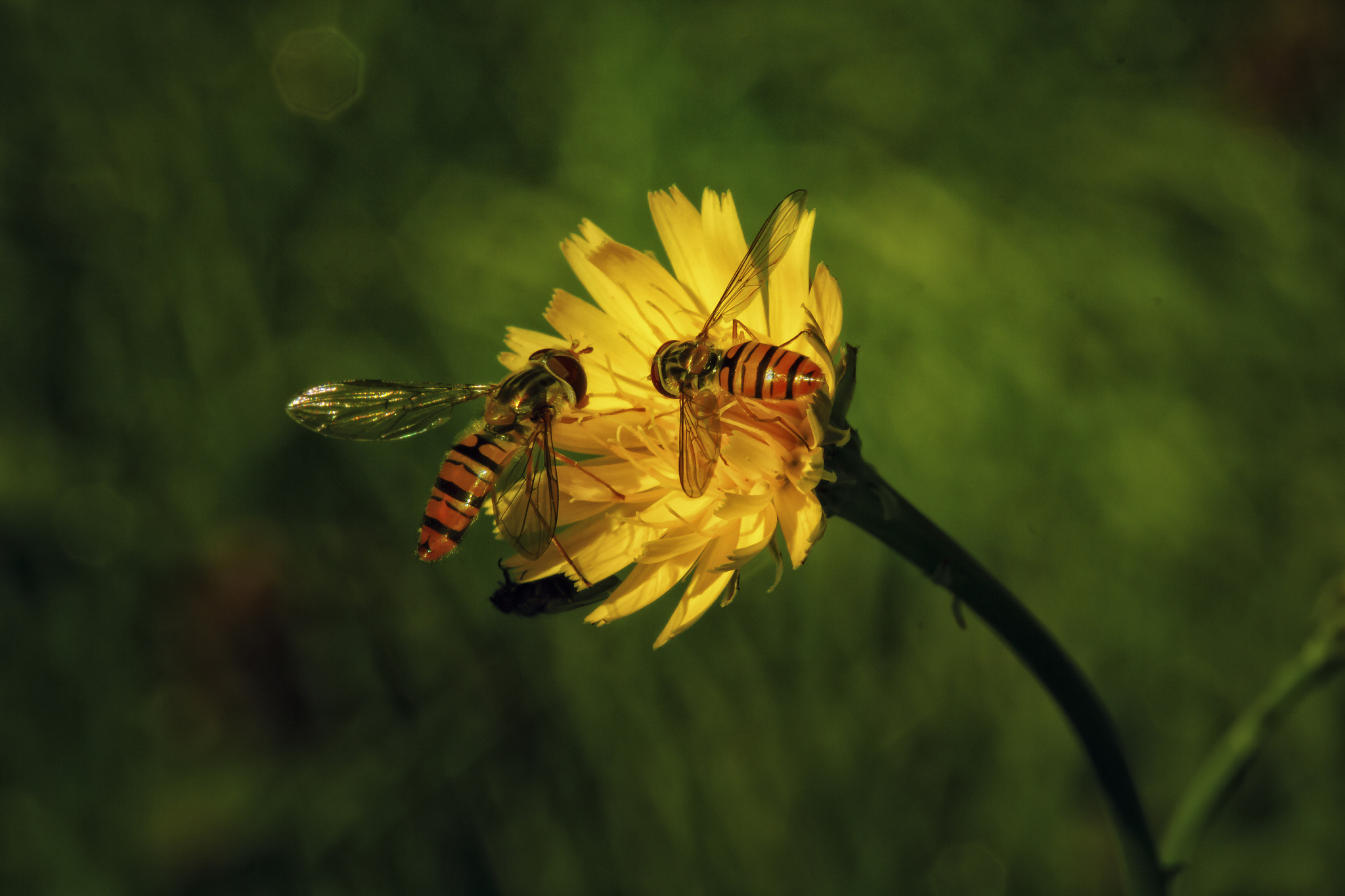 Canon EOS 60D + Tamron SP AF 180mm F3.5 Di LD (IF) Macro sample photo. Schwebefliegen photography