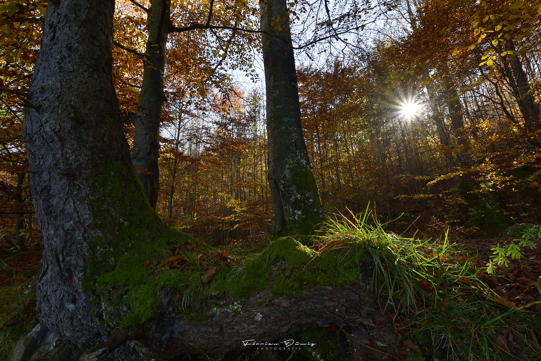 Nikon D810 + Nikon AF-S Nikkor 18-35mm F3.5-4.5G ED sample photo. Herbst im allgäu photography