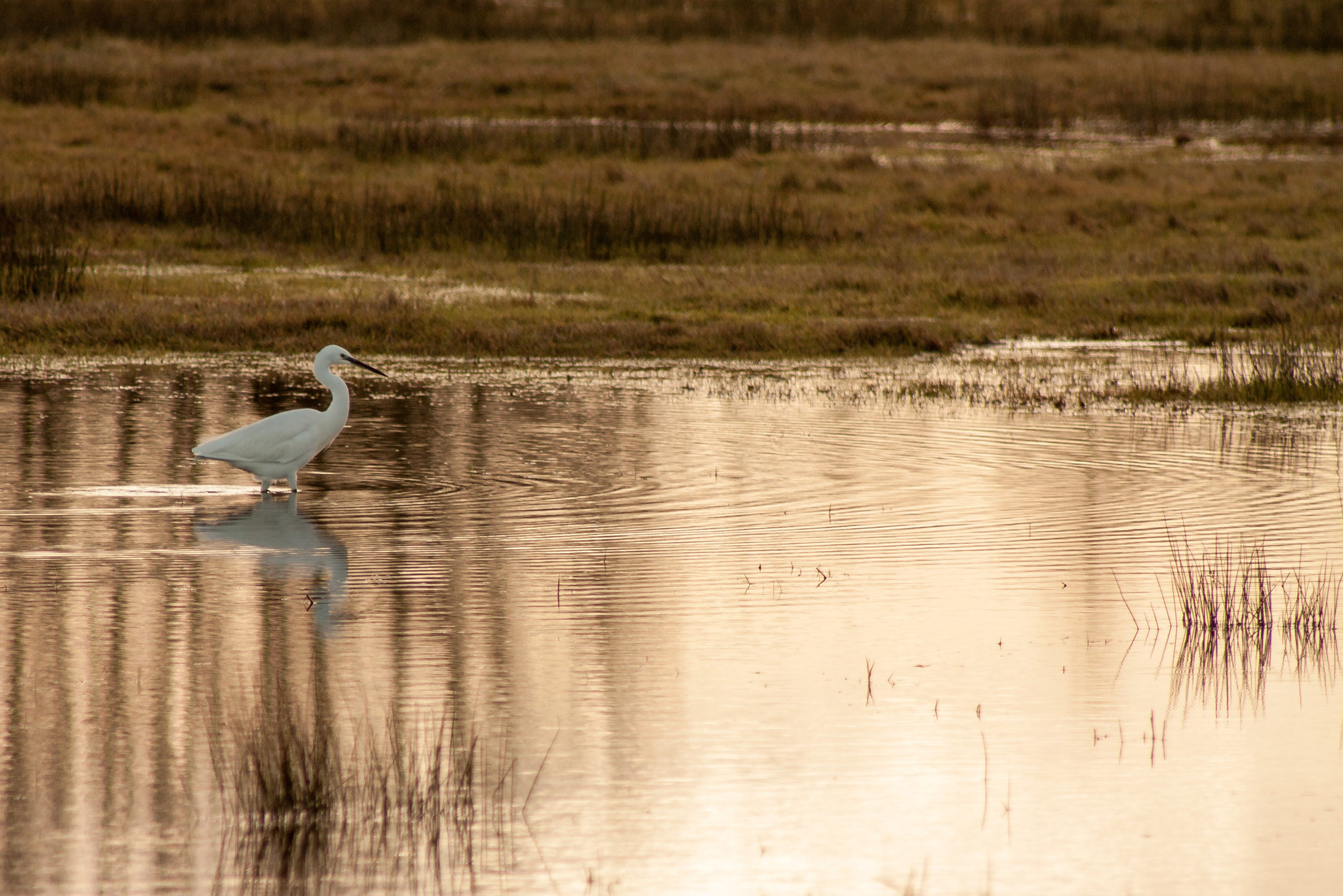 Canon EOS 450D (EOS Rebel XSi / EOS Kiss X2) + EF75-300mm f/4-5.6 sample photo. Aigrette - ver sur mer photography