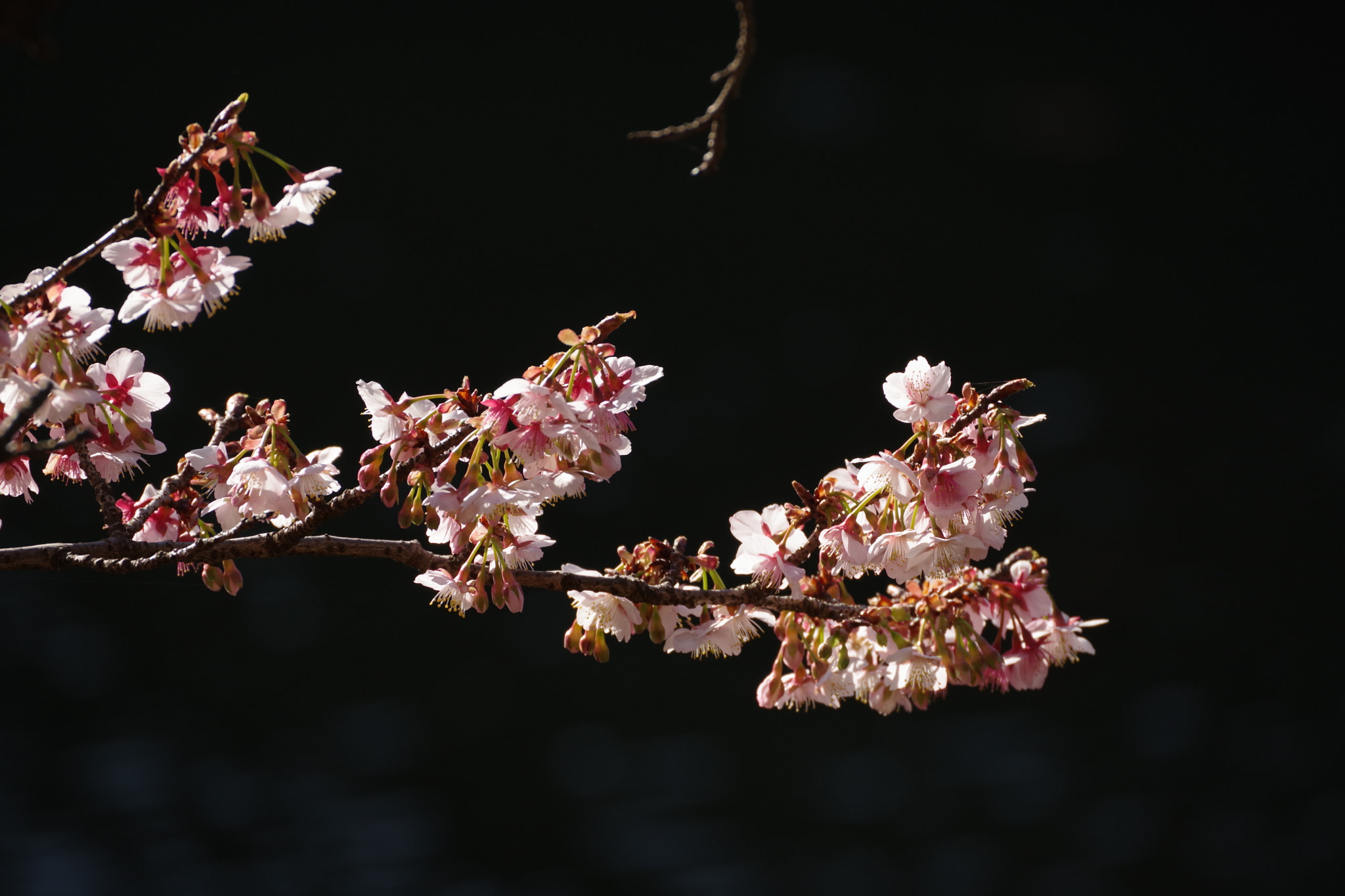 Pentax K-70 sample photo. Sakura (寒桜) 2017-2 photography
