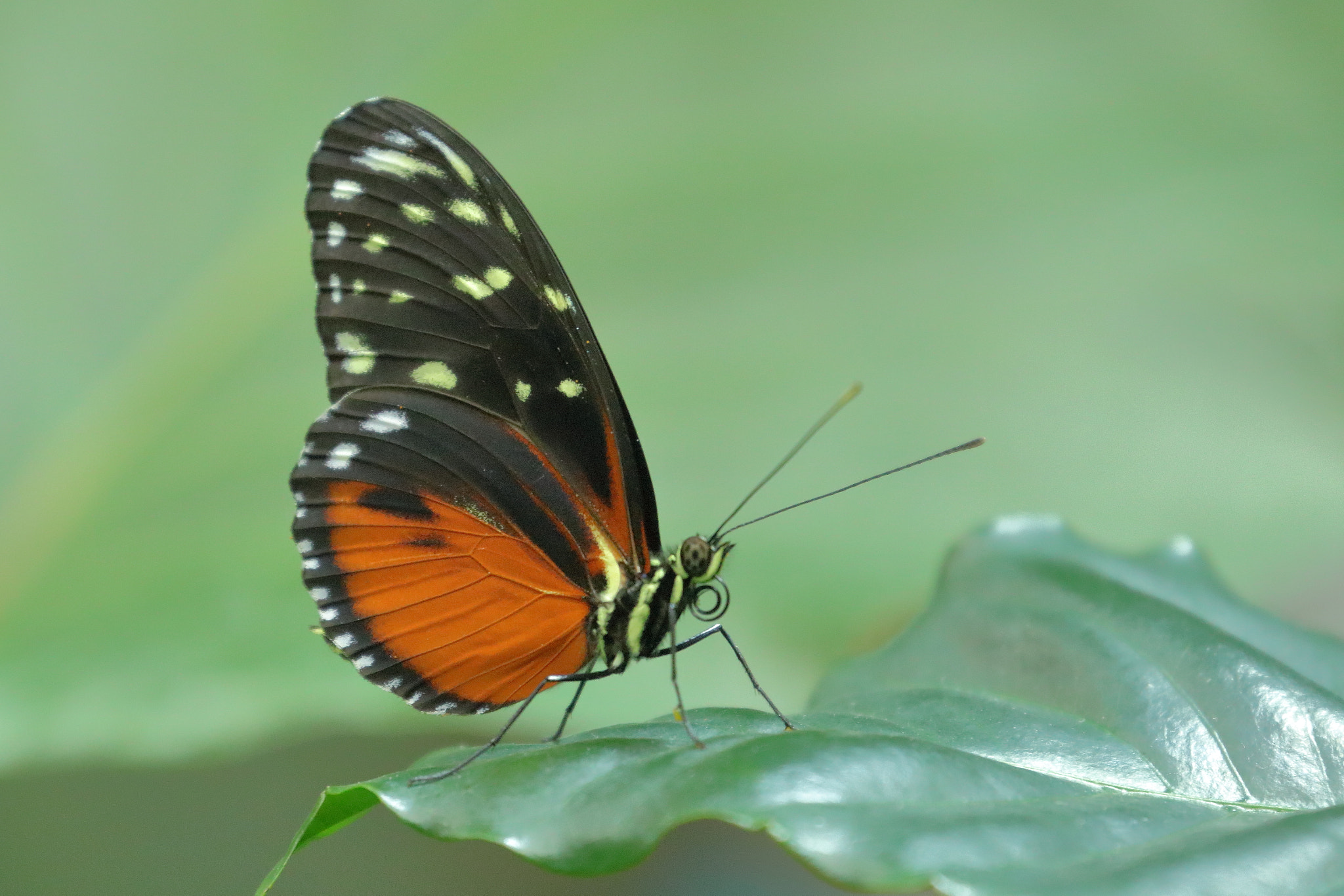 Canon EF 70-300mm F4-5.6L IS USM sample photo. Butterfly photography