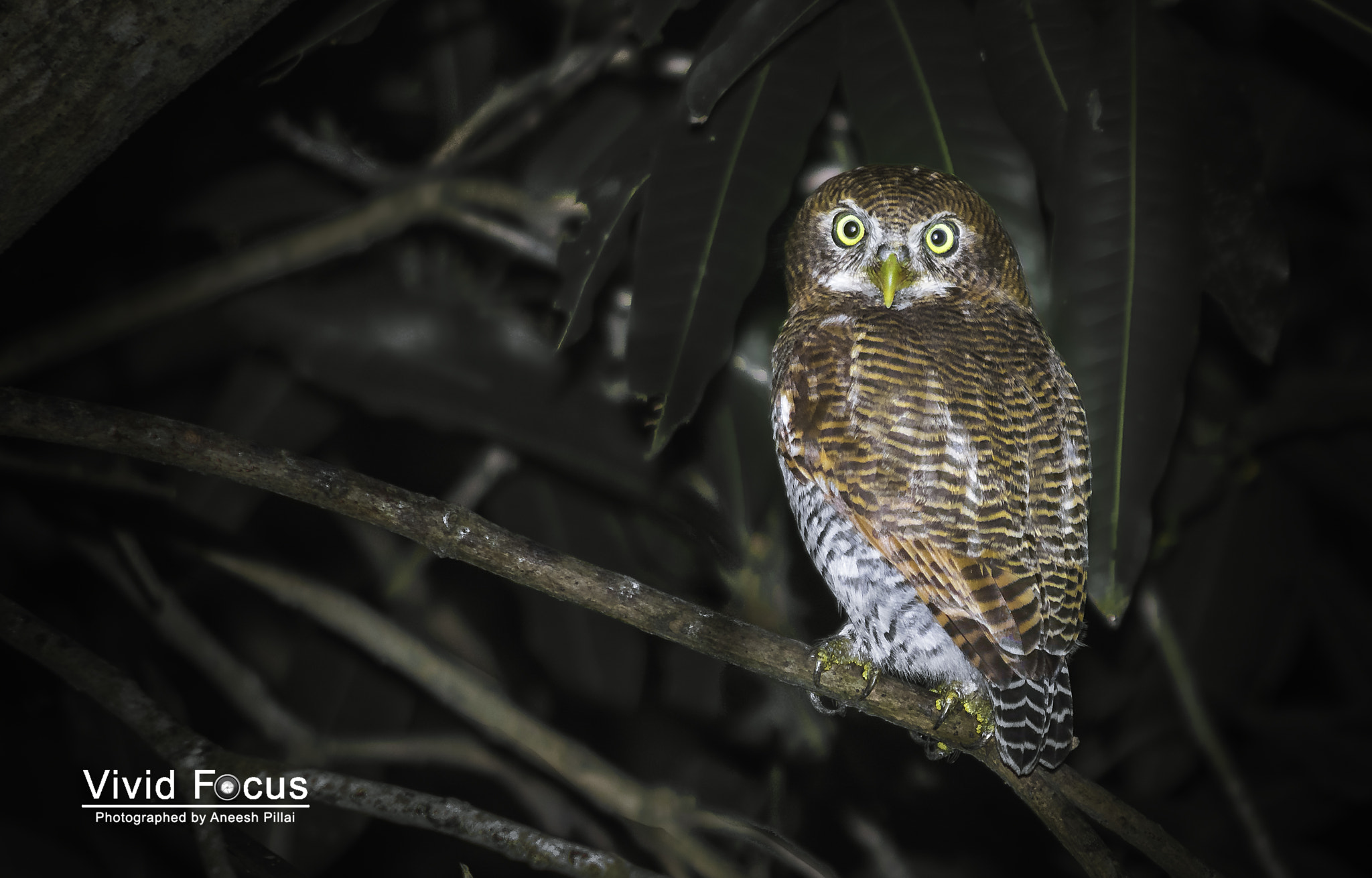 Nikon D7100 sample photo. Owl photography