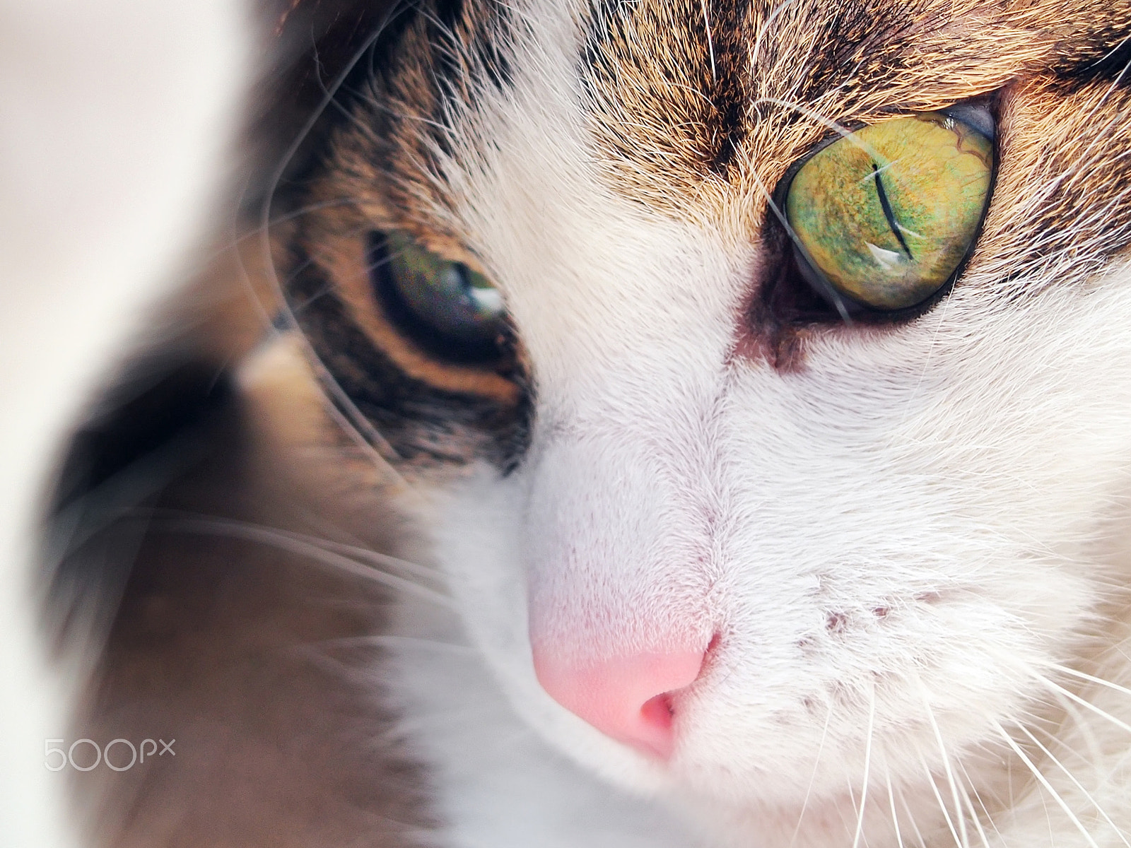 Olympus PEN E-PL5 sample photo. The eye photography