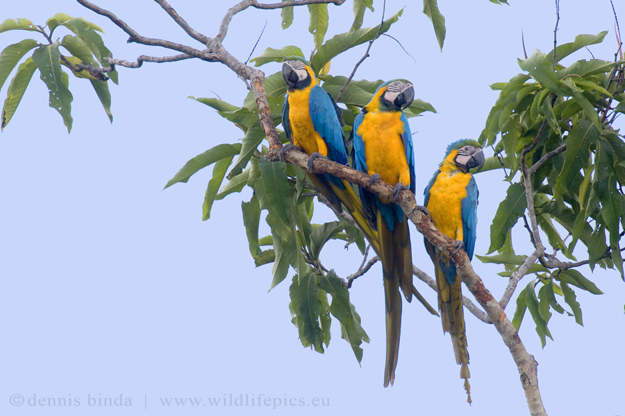 Canon EF 500mm F4L IS USM sample photo. Blue-and yellow macaw photography