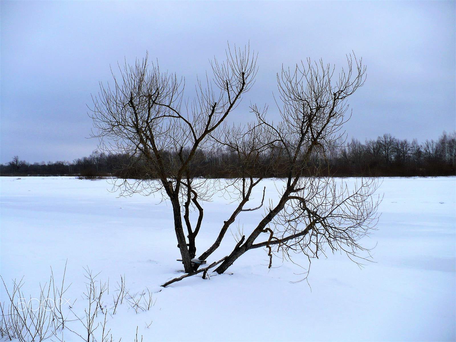 Panasonic DMC-LZ7 sample photo. Tree in the snow photography