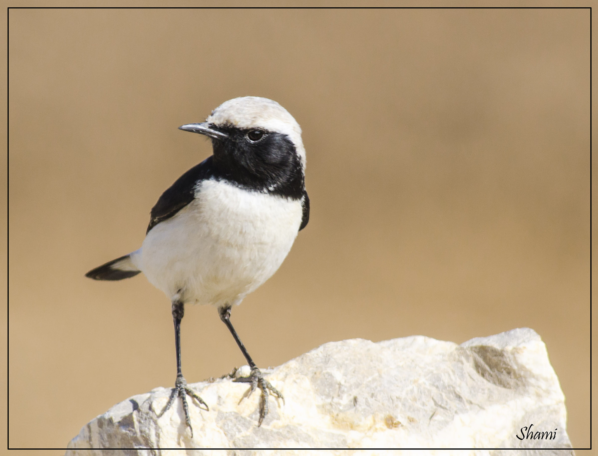 Nikon AF-S Nikkor 300mm F2.8G ED VR II sample photo. Beauty on stone photography