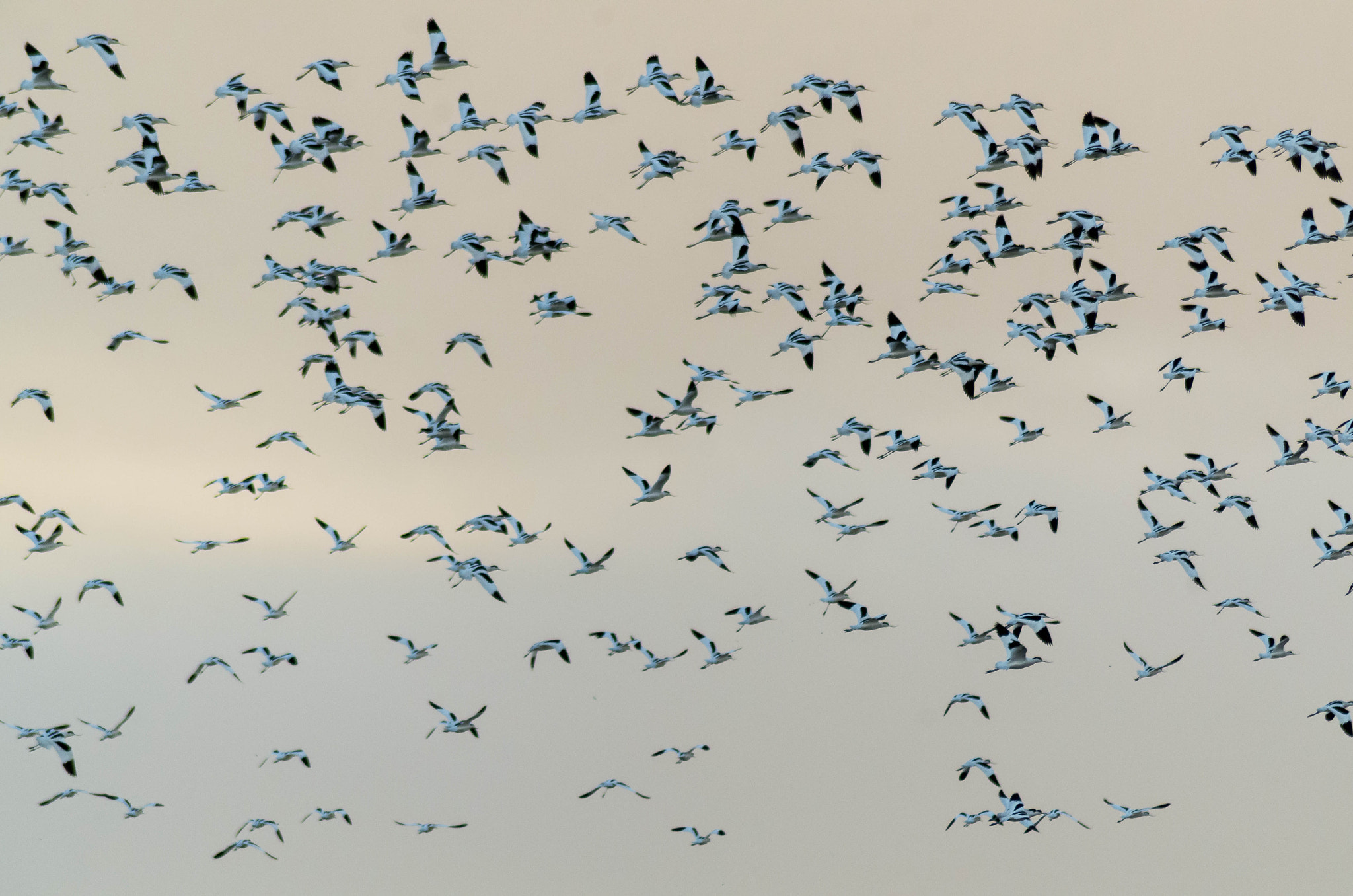 Tamron AF 70-300mm F4-5.6 LD Macro 1:2 sample photo. Vol d'avocettes photography