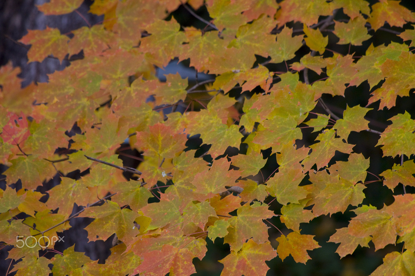 Canon EF 100-400mm F4.5-5.6L IS USM sample photo. Fall leaves photography
