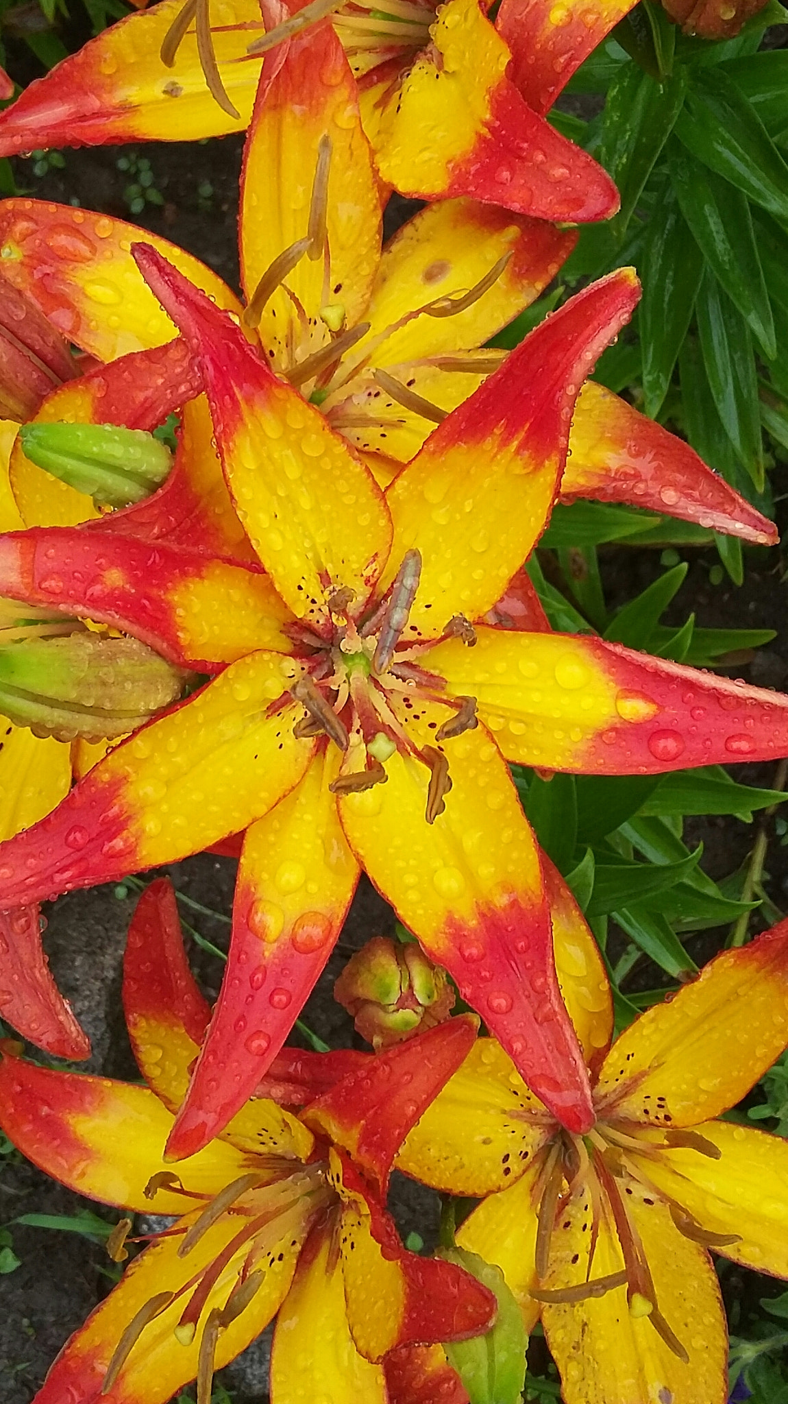 Samsung Galaxy E5 sample photo