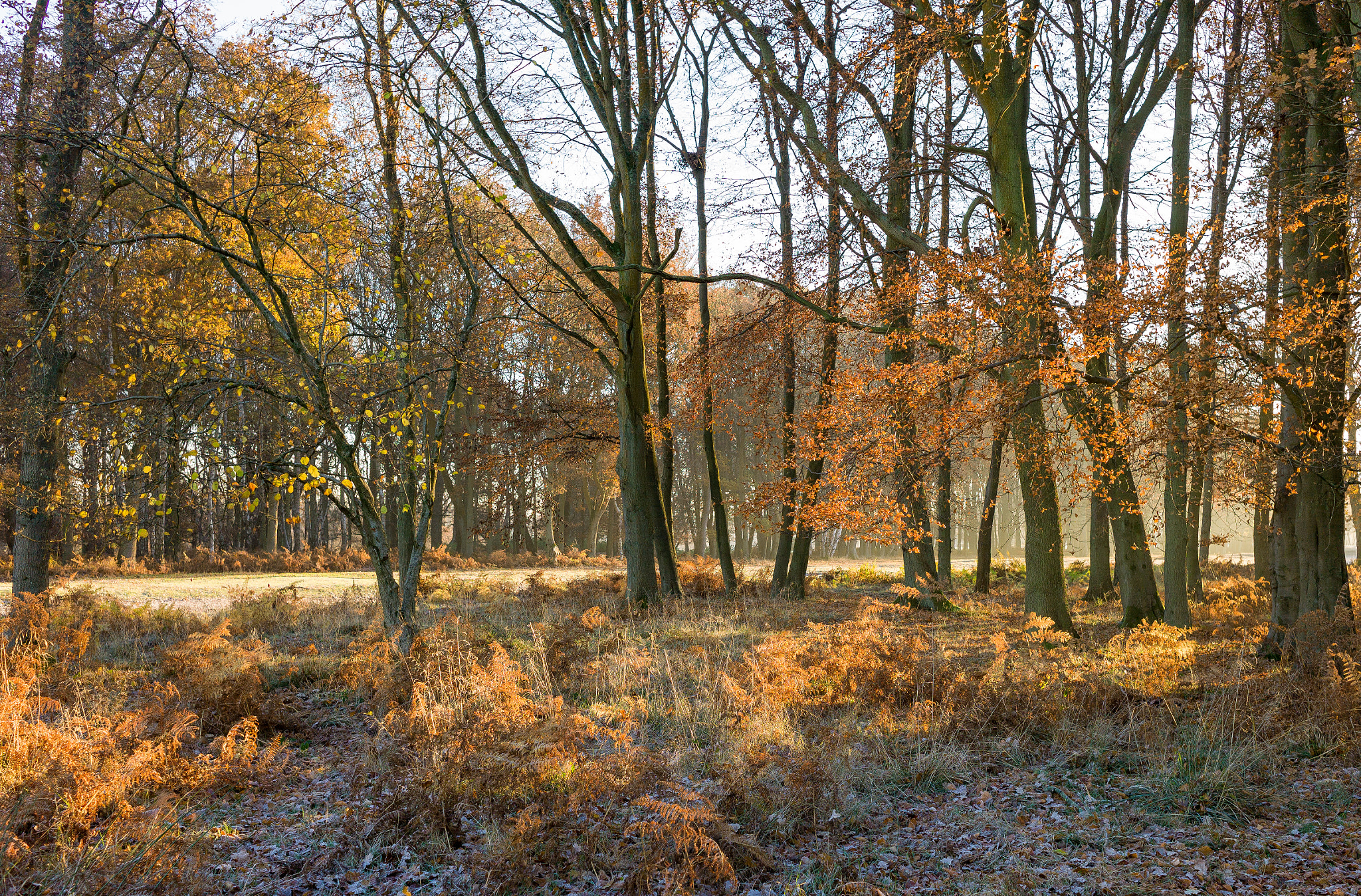 Leica M9 + Leica Summarit-M 35mm F2.5 sample photo. Golden... photography