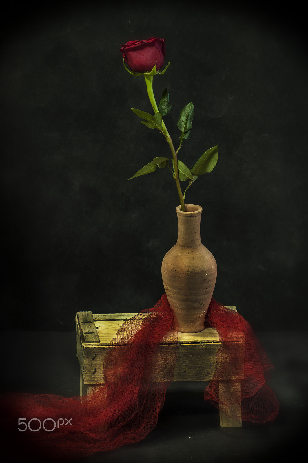 Nikon D5000 sample photo. Red flower2 photography