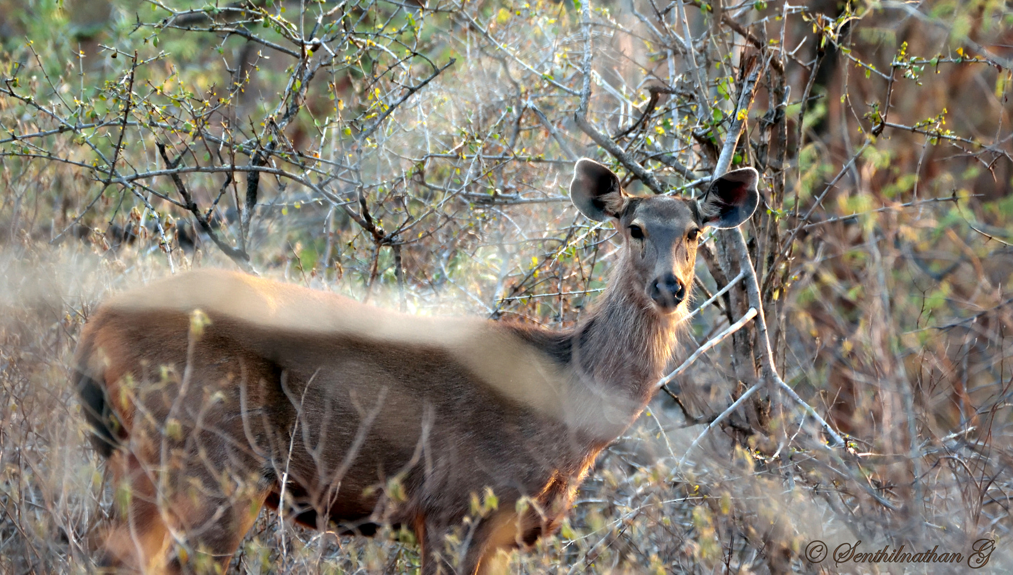Nikon AF-S Nikkor 200-500mm F5.6E ED VR sample photo. Sambar deer photography