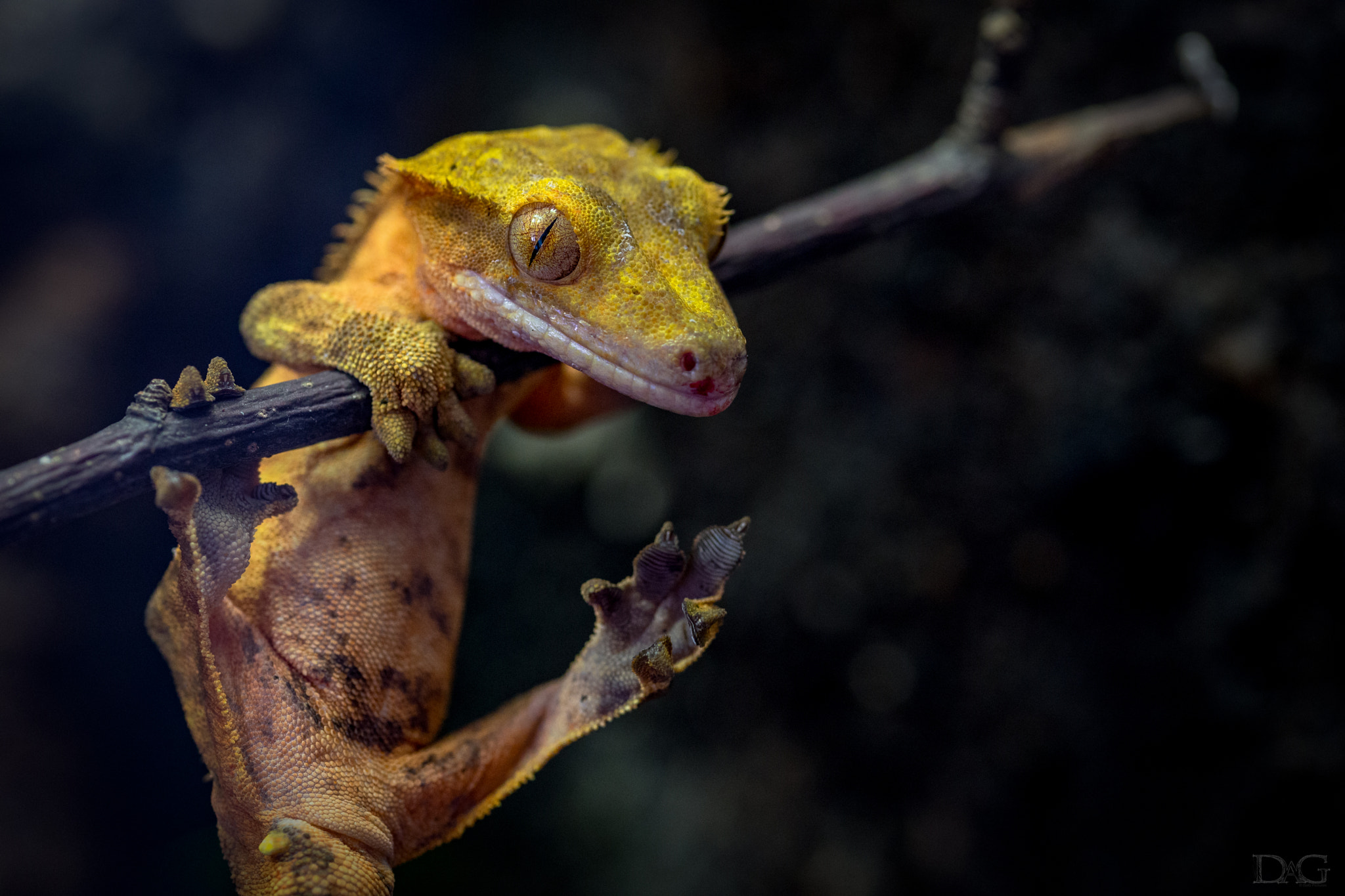 Sony a99 II + 105mm F2.8 sample photo. Rhacodactylus ciliatus - 19 photography