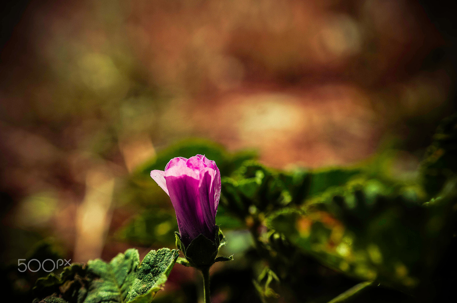 Sony SLT-A57 + Sony DT 30mm F2.8 Macro SAM sample photo. Loneliness ! photography