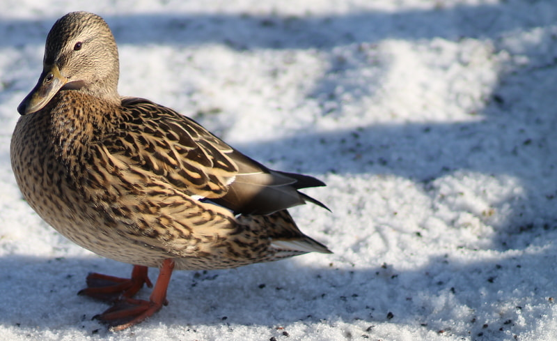 Canon EOS 1100D (EOS Rebel T3 / EOS Kiss X50) + Canon EF 85mm F1.8 USM sample photo. The duck, winter, stockholm photography