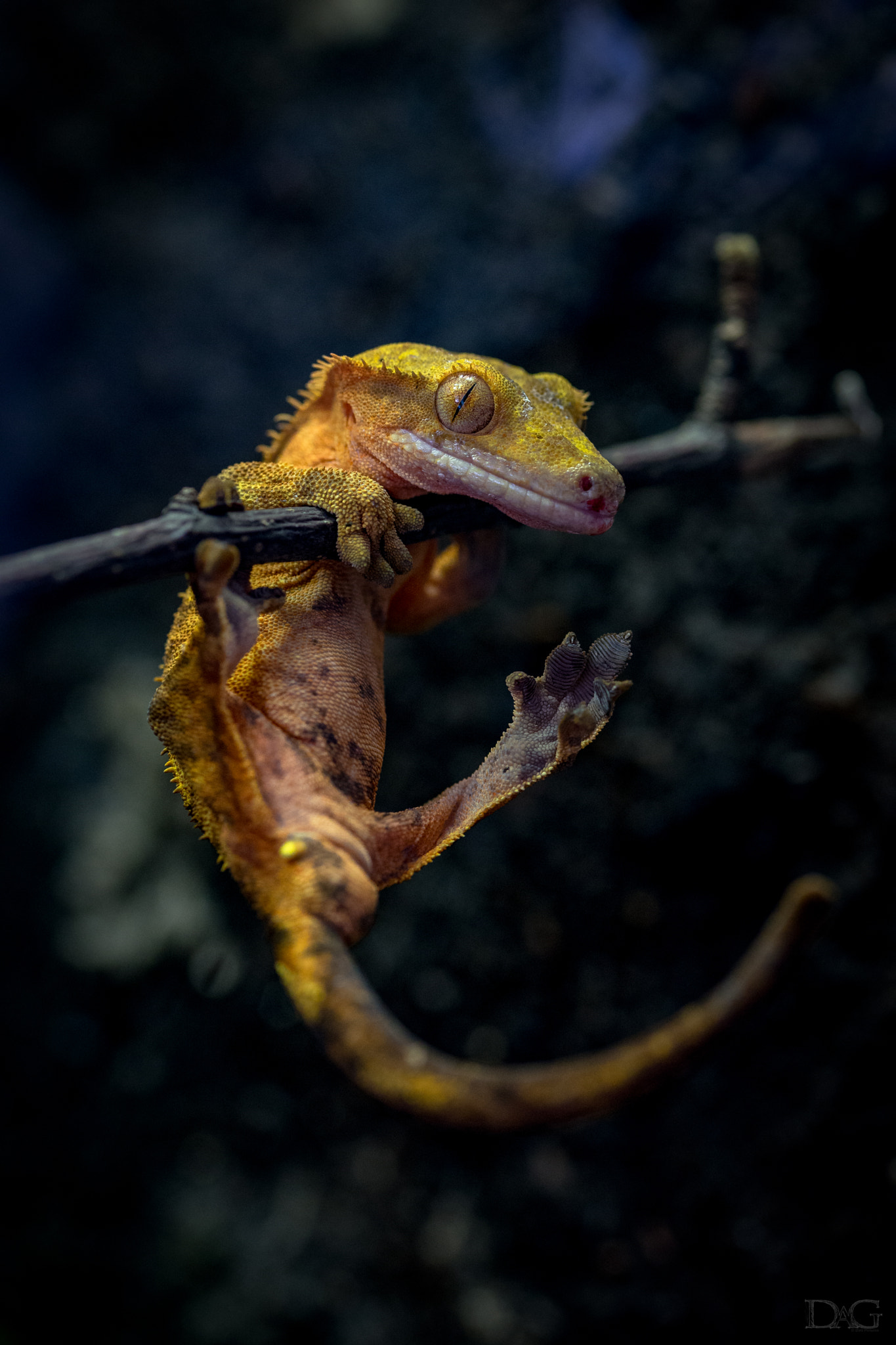 Sony a99 II + 105mm F2.8 sample photo. Rhacodactylus ciliatus - 20 photography